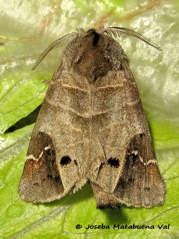 Clostera anachoreta - Notodontidae